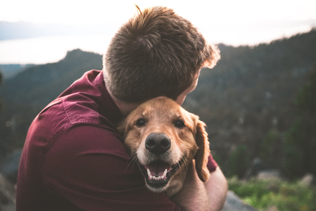 C'est un chien