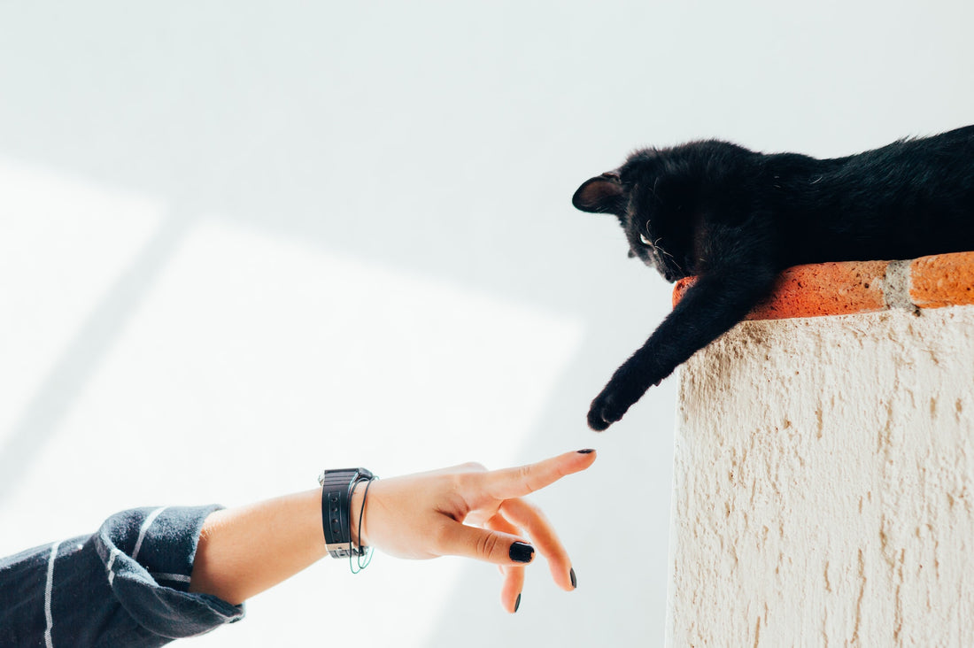 Le rôle des reins dans la santé des animaux : plus que la filtration